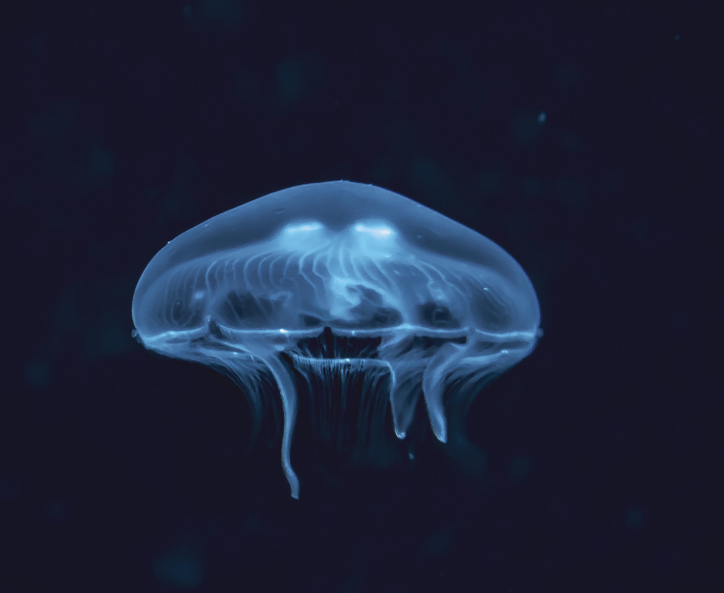 jellyfish